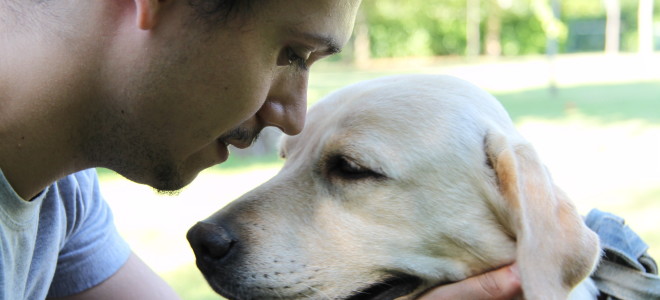 Educare, non addestrare: nuovi approcci dei corsi per cani